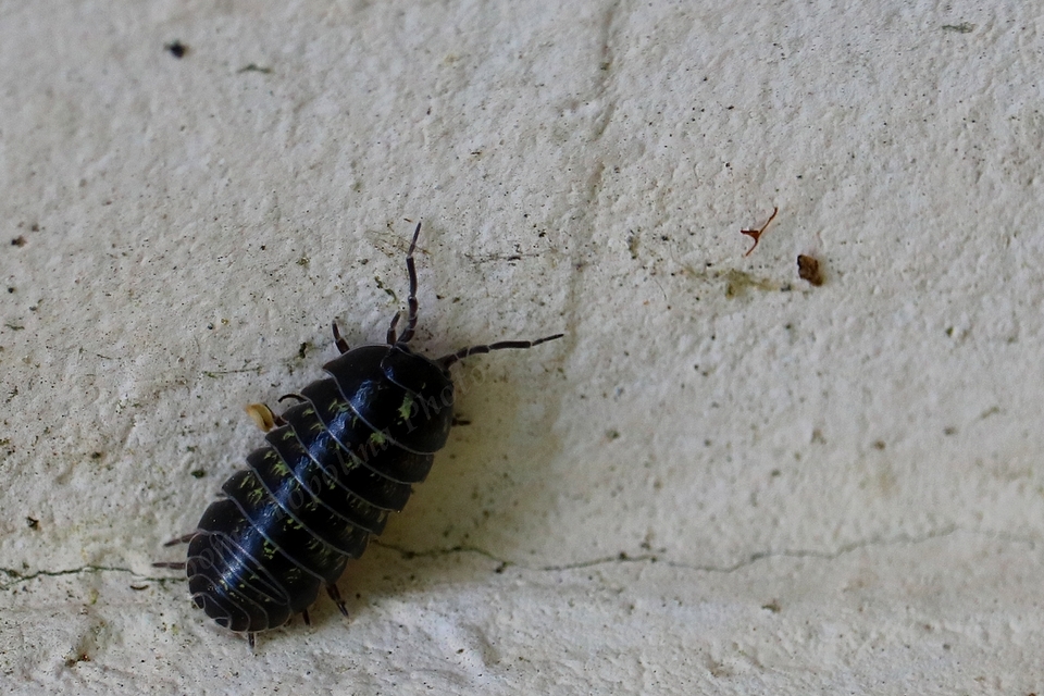 Armadillidium vulgare - szürke gömbászka