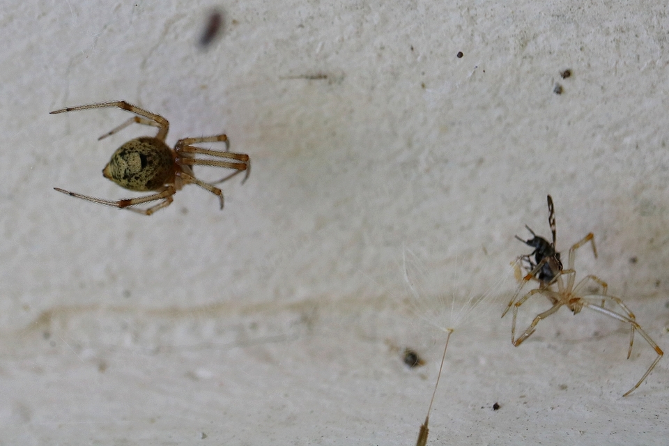 Parasteatoda