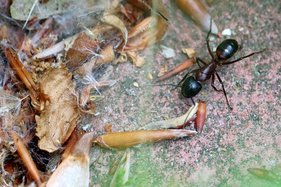 Camponotus ligniperda - faodvasító lóhangya