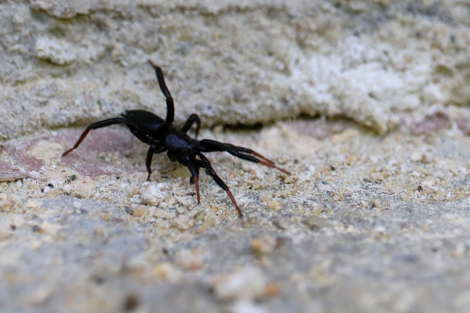 Gnaphosidae - kövipókok