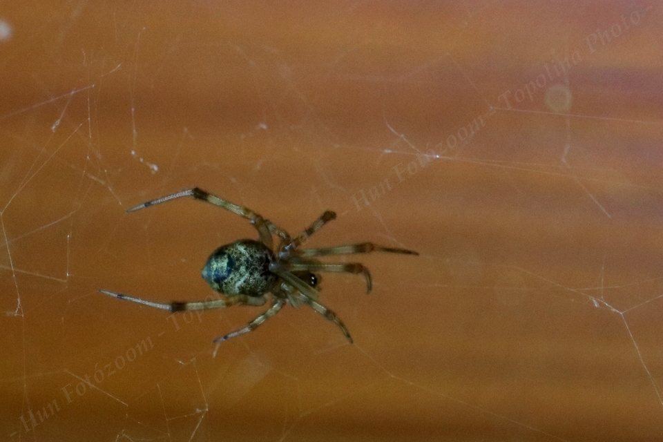 Parasteatoda