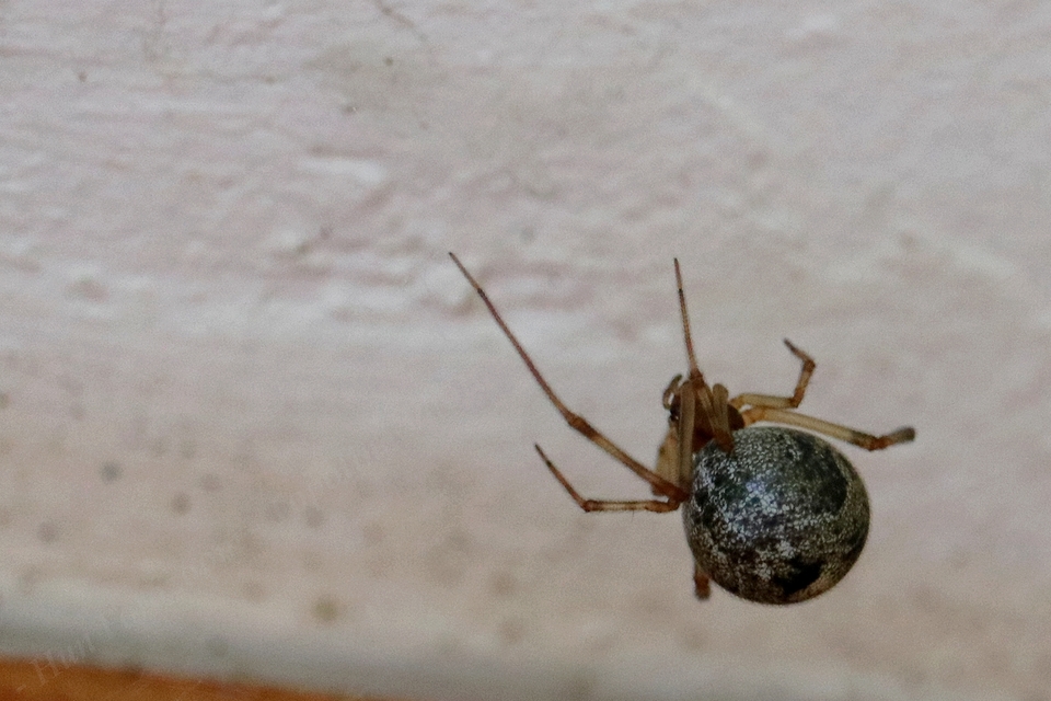 Parasteatoda tepidariorum - üvegházi törpepók