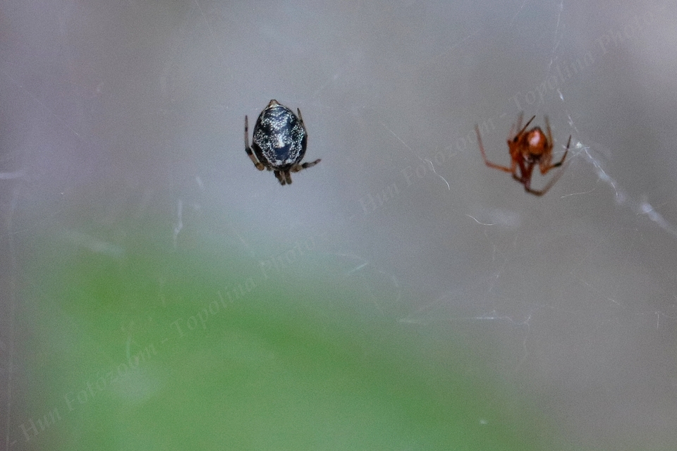 Parasteatoda