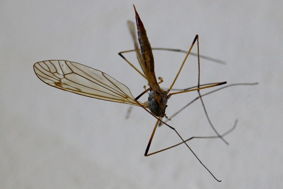 Tipula