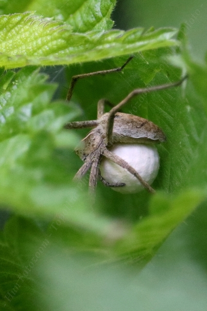 Pisaura mirabilis - csodáspók
