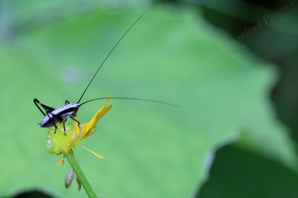 Pholidoptera fallax - galléros avarszöcske