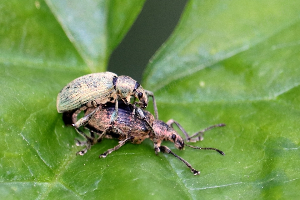 Phyllobius