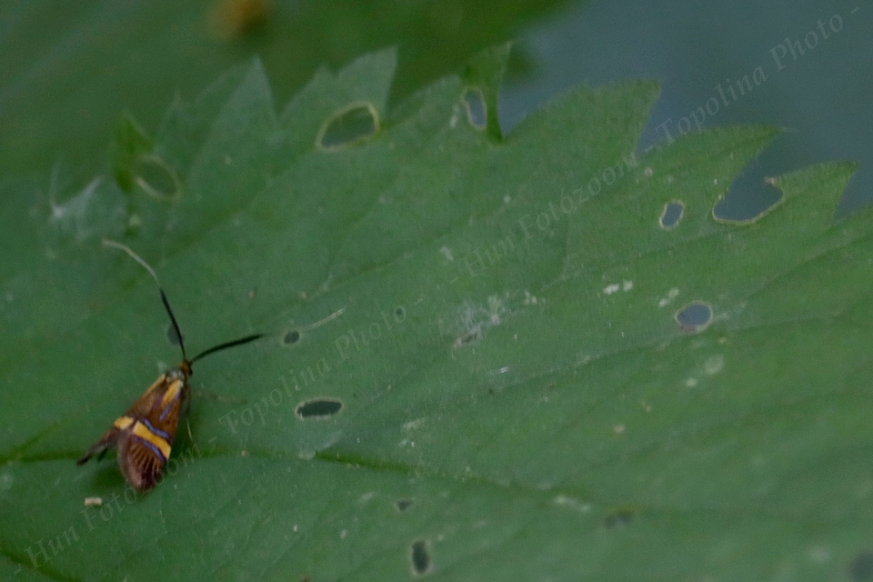 Nemophora degeerella - pompás tőrösmoly