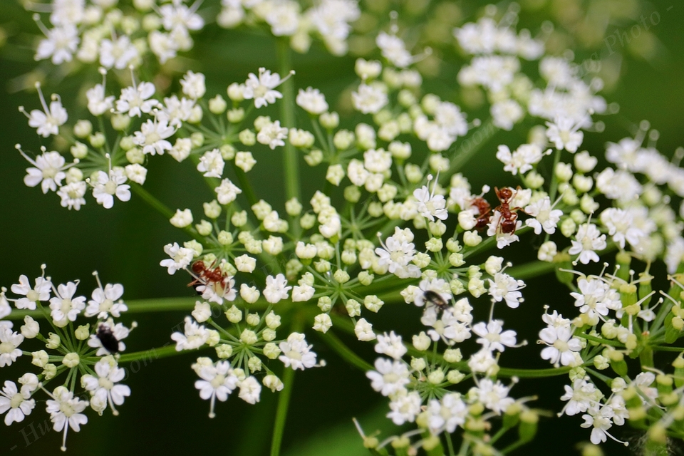 Myrmica