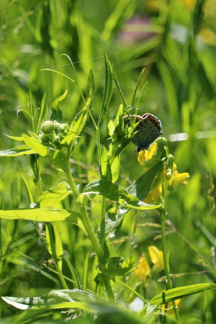Plebejus argyrognomon - tintakék boglárka