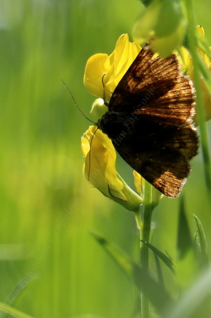 Euclidia glyphica - közönséges nappalibagoly