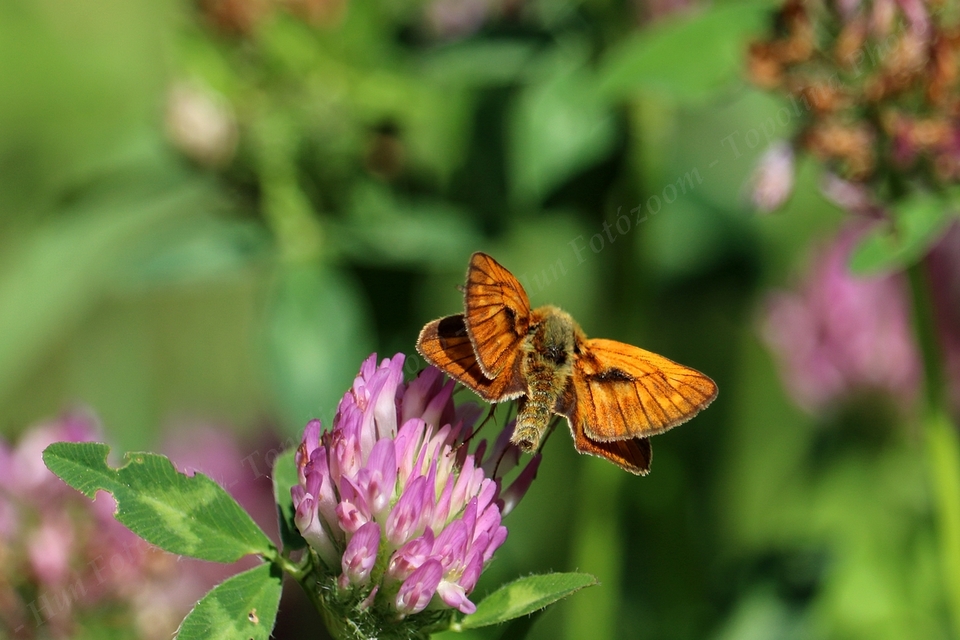 Ochlodes sylvanus - erdei busalepke