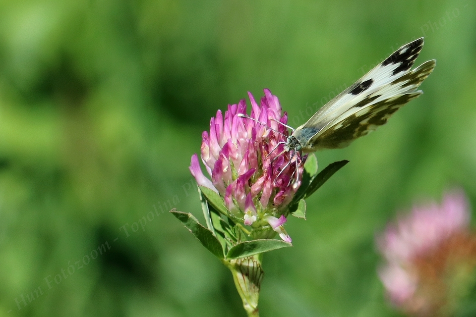 Pontia edusa - rezedalepke