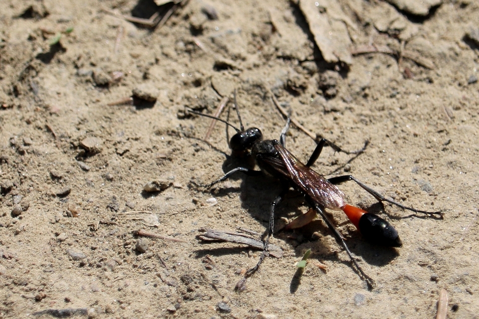 Ammophila