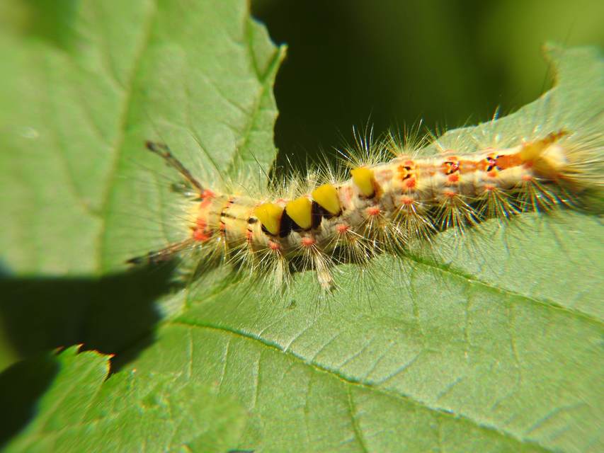 Orgyia antiqua - rozsdabarna kisszövő