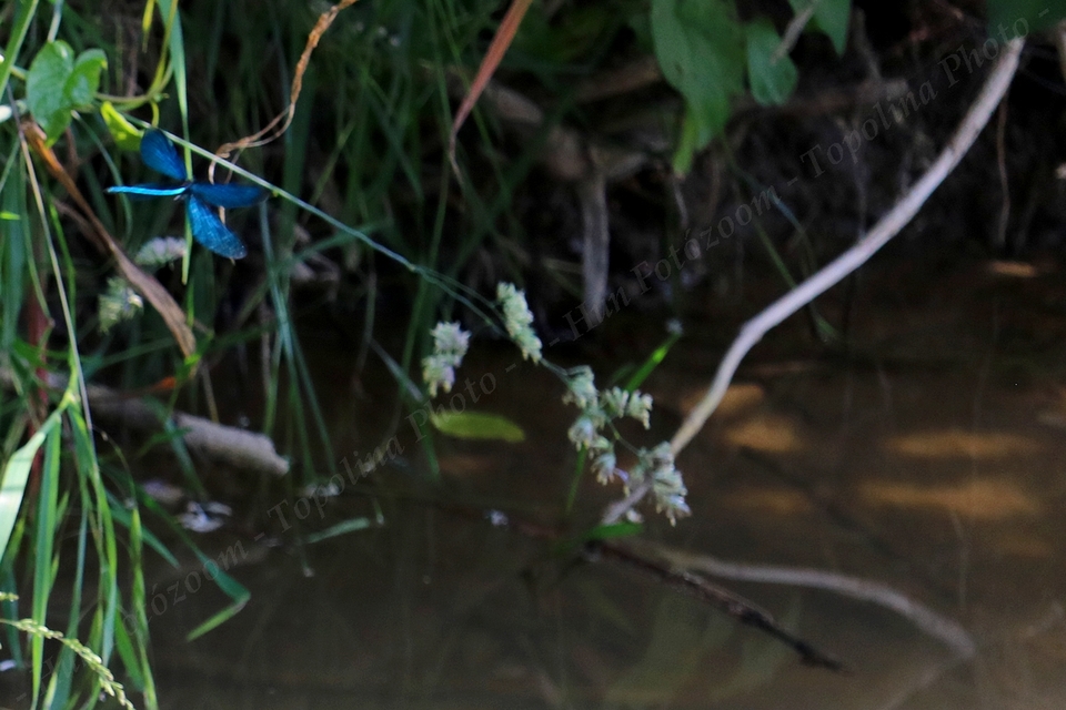 Calopteryx virgo - kisasszony-szitakötő