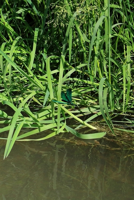 Calopteryx virgo - kisasszony-szitakötő