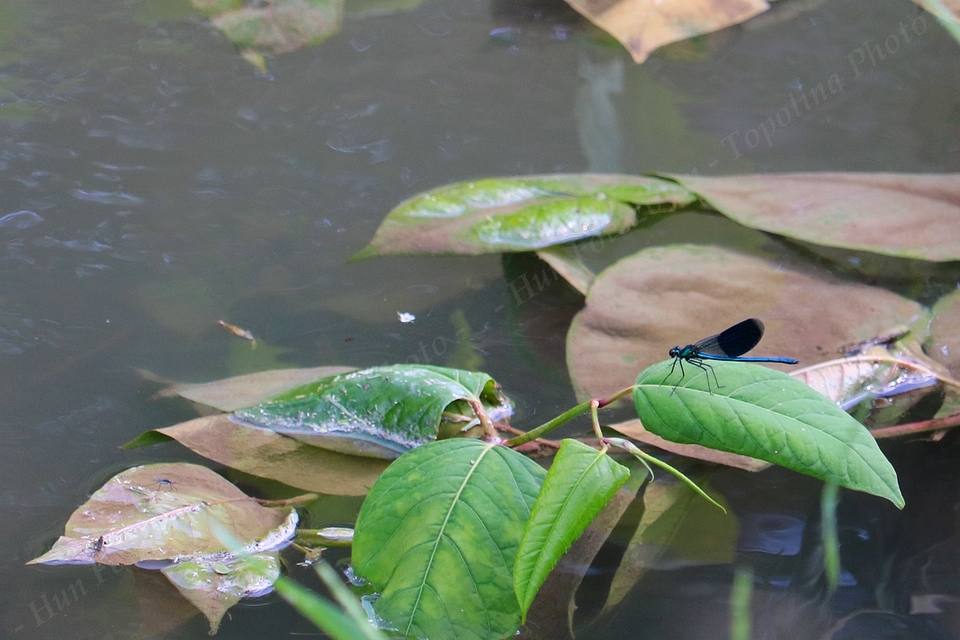 Calopteryx splendens - sávos szitakötő