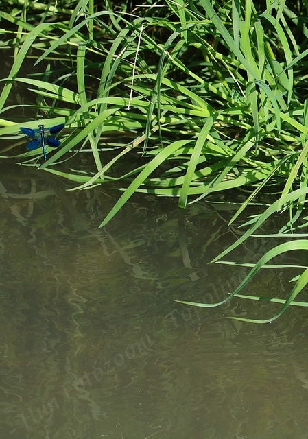 Calopteryx splendens - sávos szitakötő