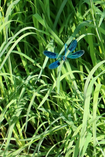Calopteryx splendens - sávos szitakötő