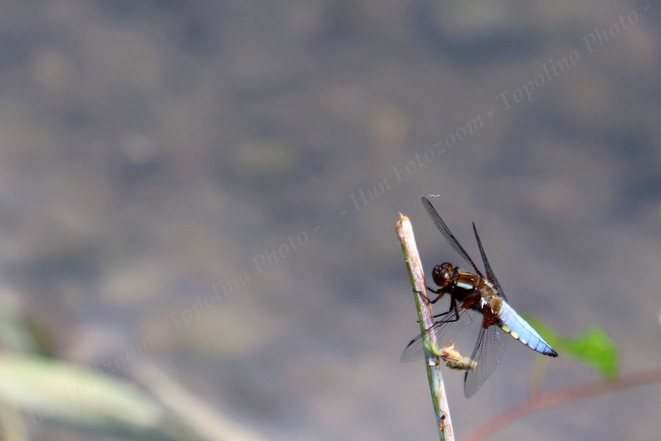 Libellula depressa - széles laposacsa