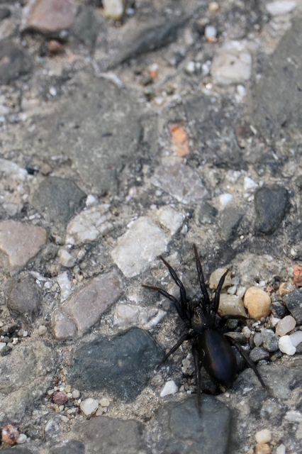 Gnaphosidae - kövipókok