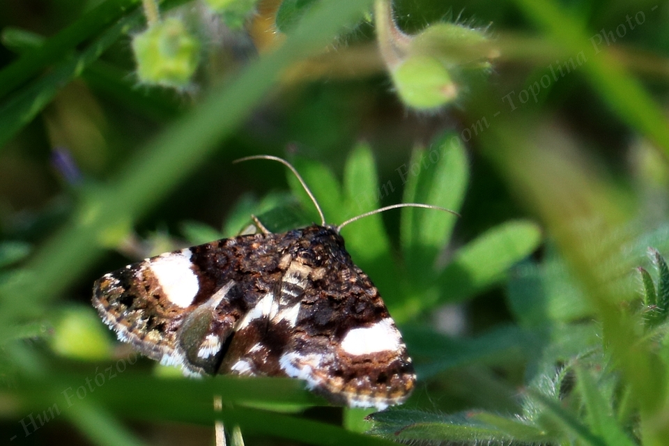 Tyta luctuosa - fekete nappalibagoly