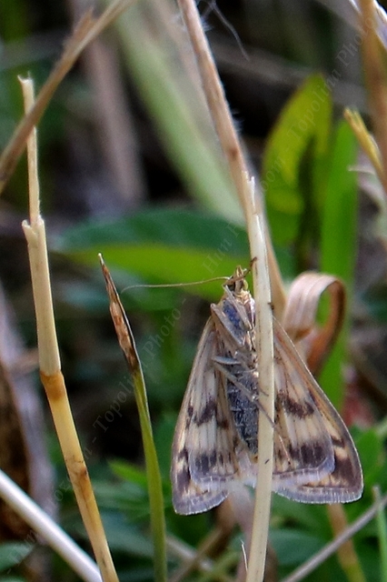 Sitochroa verticalis - világossárga dudvamoly