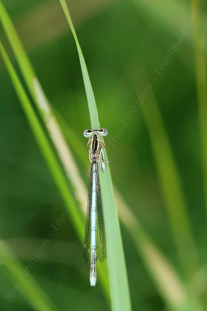 Platycnemis pennipes - széleslábú szitakötő