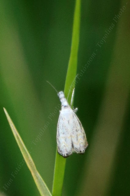 Platytes cerussella - törpe fűgyökérmoly