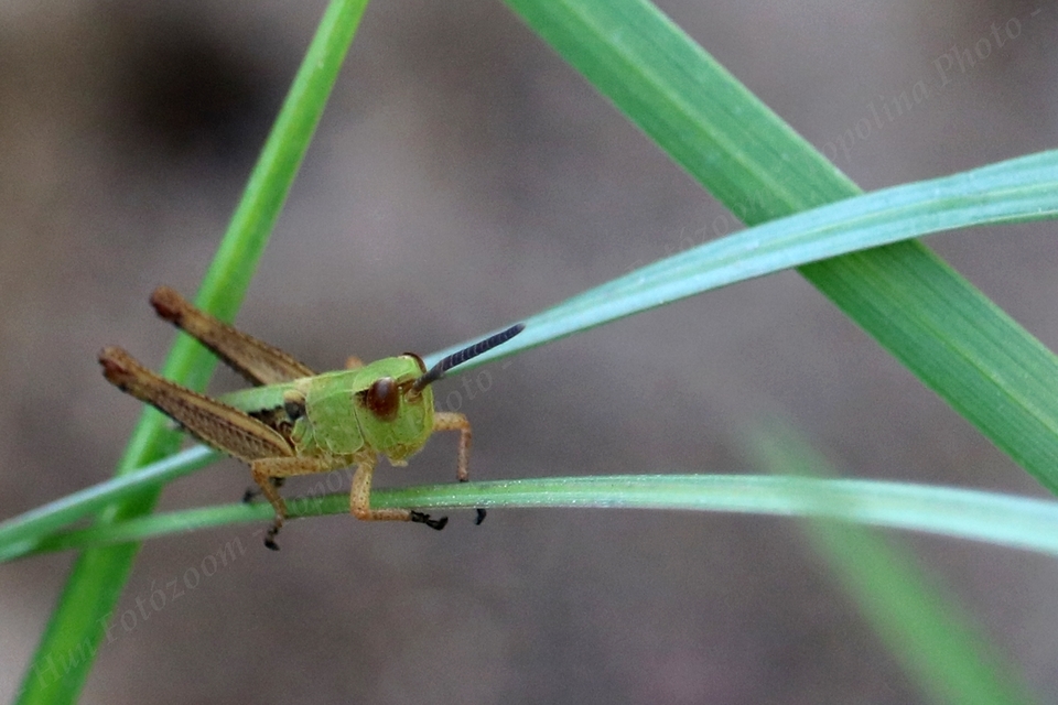 Chorthippus (Chorthippus) (subgenus)