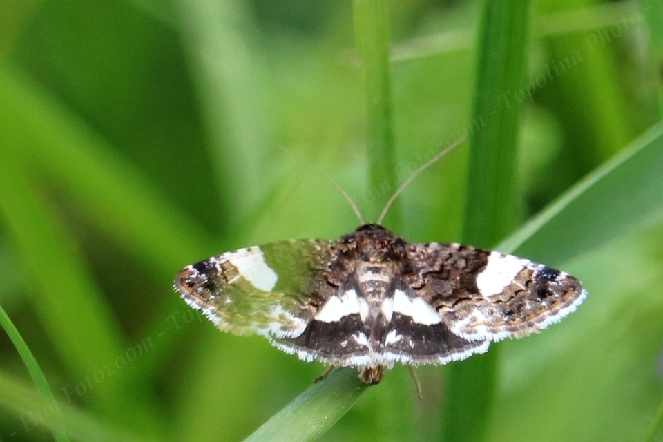 Tyta luctuosa - fekete nappalibagoly