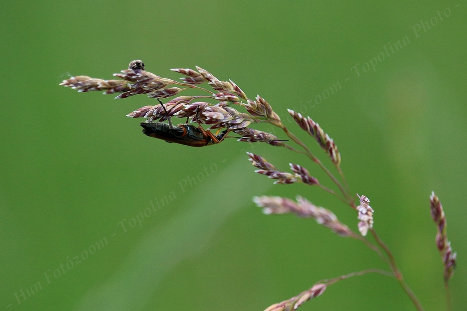 Oedemera podagrariae - székfű-álcincér