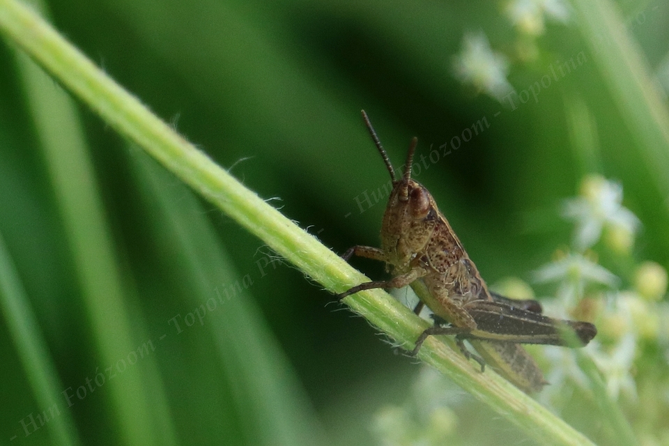 Chorthippus (Chorthippus) (subgenus)