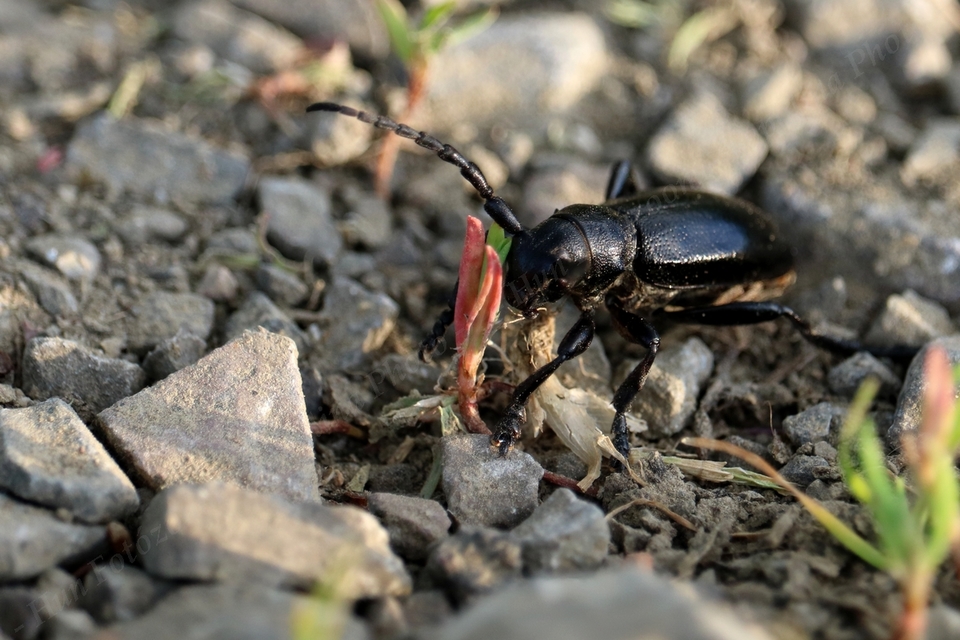 Dorcadion aethiops - fekete gyalogcincér