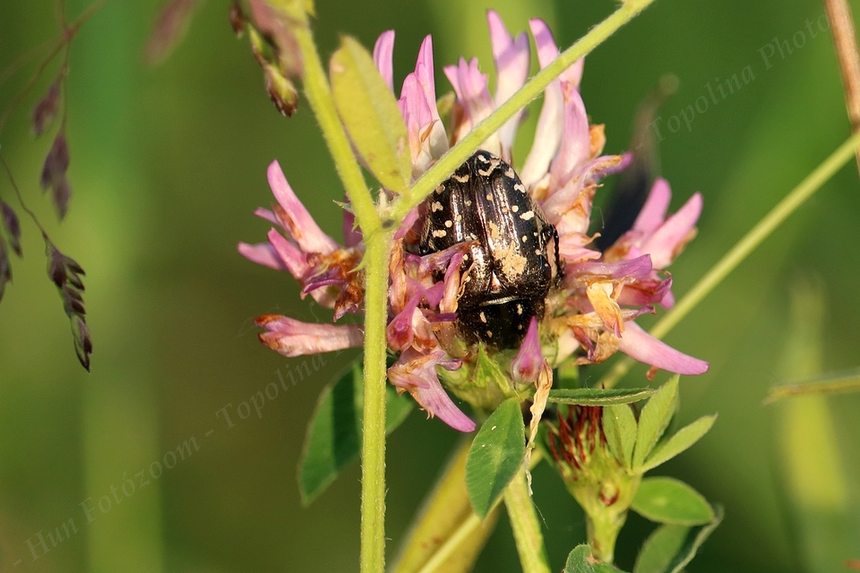 Oxythyrea funesta - sokpettyes virágbogár