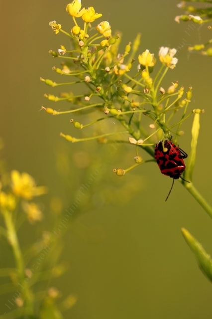 Eurydema ventralis - káposztapoloska Eurydema ventralis - káposztapoloska