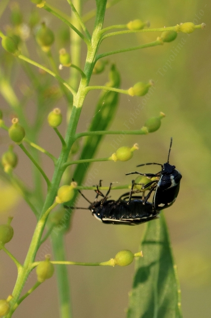 Eurydema oleracea - paréjpoloska Eurydema oleracea - paréjpoloska