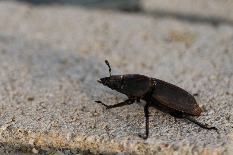 Dorcus parallelipipedus - kis szarvasbogár