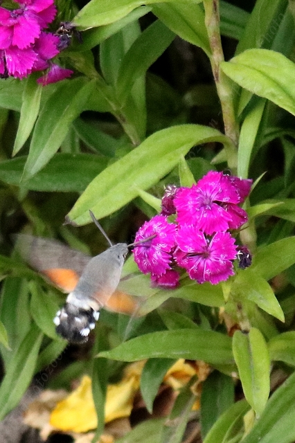 Macroglossum stellatarum - kacsafarkú szender