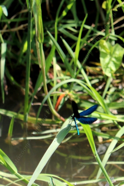 Calopteryx virgo - kisasszony-szitakötő