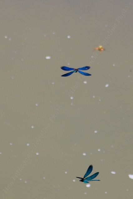 Calopteryx virgo - kisasszony-szitakötő
