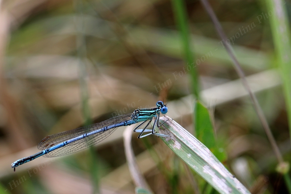 Platycnemis pennipes - széleslábú szitakötő