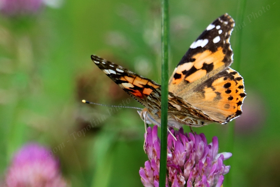 Vanessa cardui - bogáncslepke