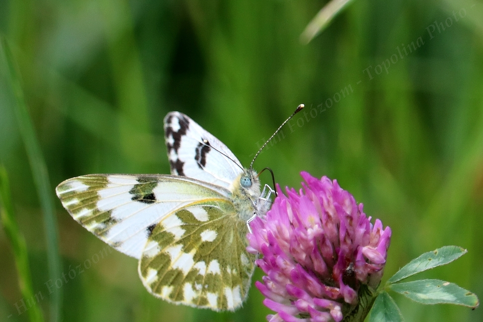 Pontia edusa - rezedalepke