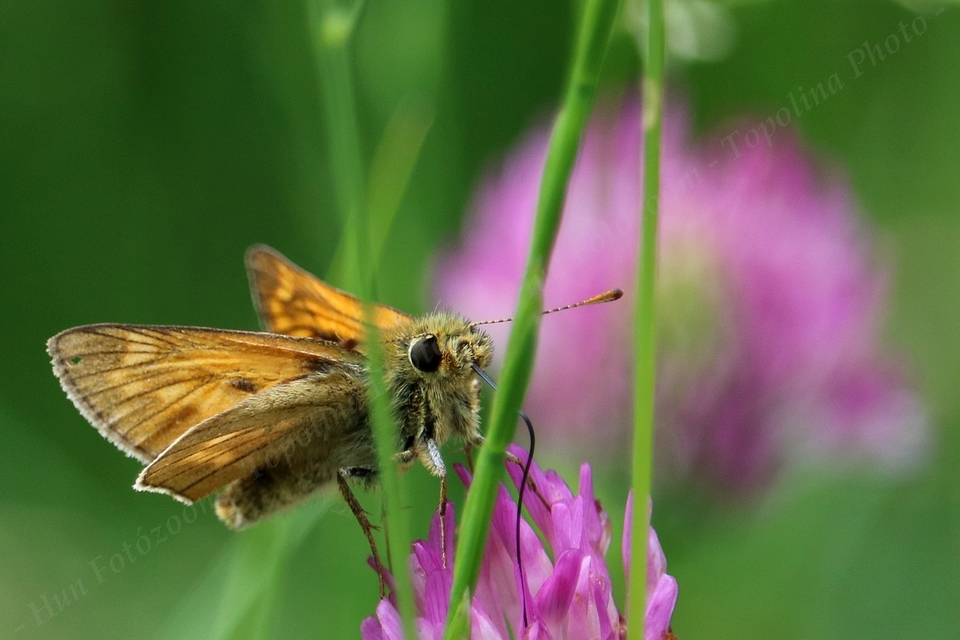 Ochlodes sylvanus - erdei busalepke