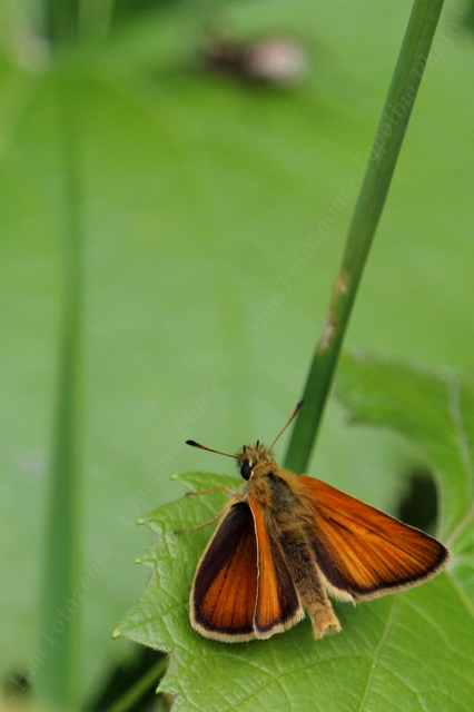Thymelicus lineola - vonalas busalepke