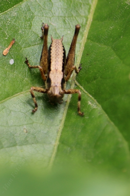 Pholidoptera griseoaptera - szürke avarszöcske