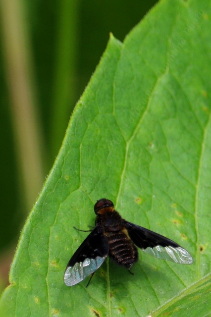 Hemipenthes morio - közönséges gyászlégy