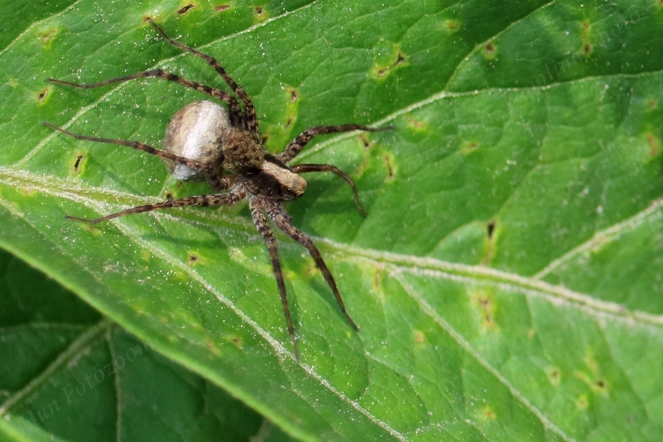 Pardosa